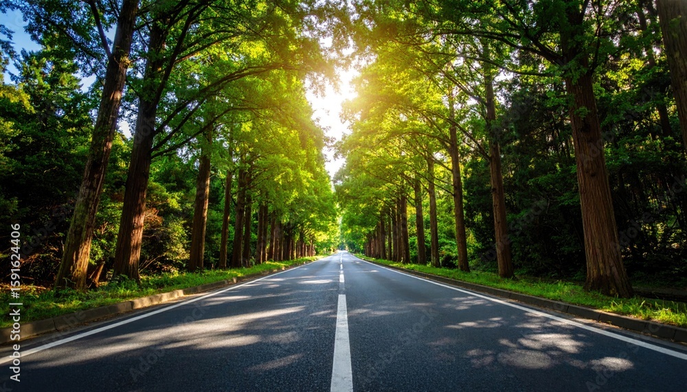 Fototapeta premium Road through lush green trees