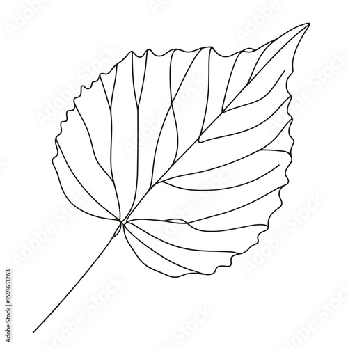 Line drawing of a birch leaf on white background  