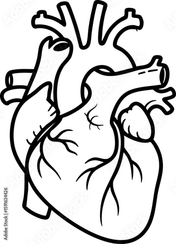 Cardiology and medicine symbol. A clean outline of the human heart for illustrating cardiovascular health, disease, and surgical procedures.