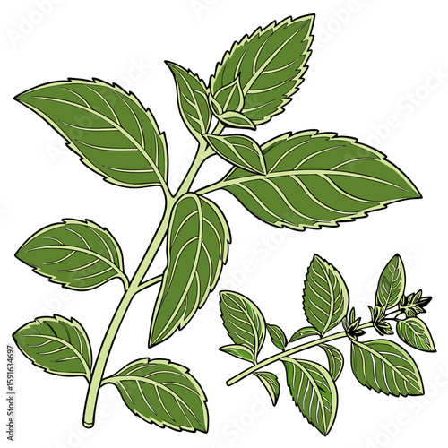 Fresh green mint leaves on a white background vector
