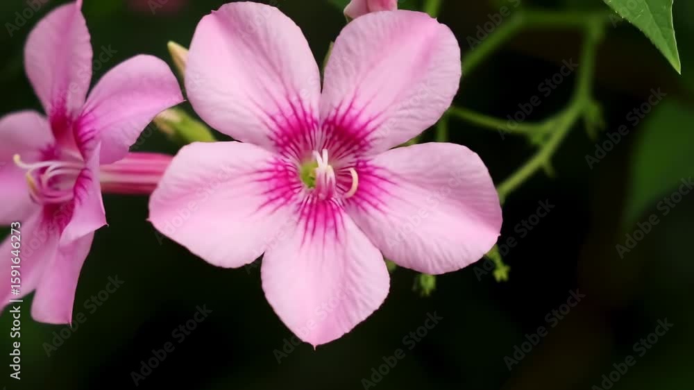 Close-up of vibrant pink flower Close-up of vibrant pink flower