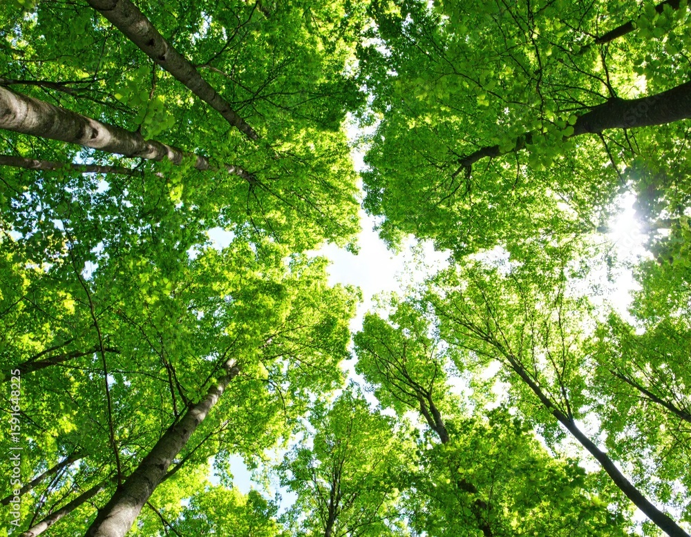 Fototapeta premium Lush forest canopy view from below