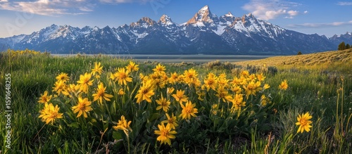 Yellow wildflowers bloom at foot of snowy mountains
