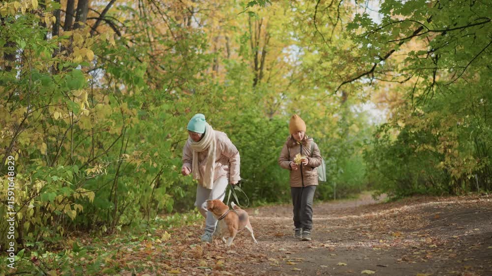 woman walking dog bends to pick autumn leaf and shares moment with daughter while strolling through peaceful forest trail under golden foliage during warm afternoon in nature woman walking dog bends to pick autumn leaf and shares moment with daughter while strolling through peaceful forest trail under golden foliage during warm afternoon in nature