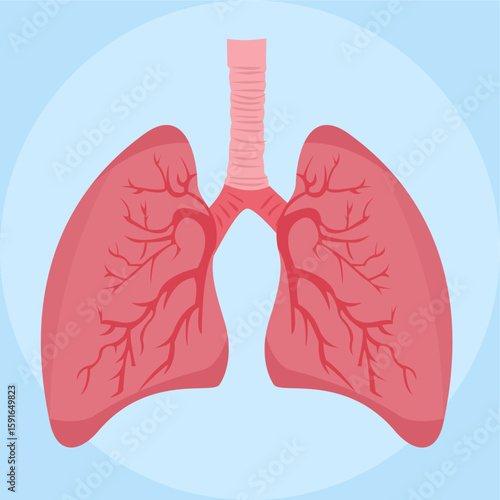 Healthy lung anatomy, internal organs in the human body, lung illustration for medical and health education. flat art design style
