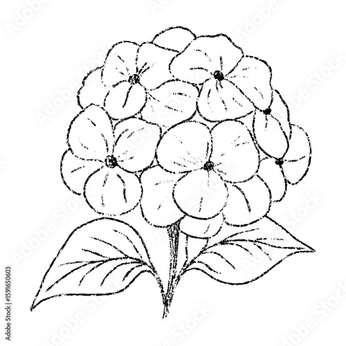 Sketch crayon aroma cosmetic flower of hydrangea. Hand drawn scribble doodle fragrant wildflower summer plant. Pencil texture vector illustration for label of beauty product packaging.