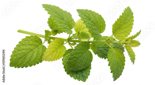 Isolated Lemon Balm