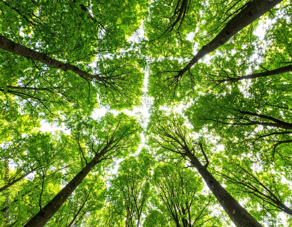 Obraz premium Lush green forest canopy