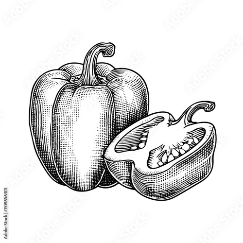 Whole and halved bell pepper illustration in engraved style  