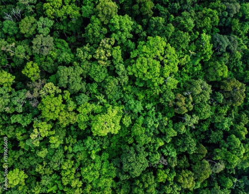 Dense green forest canopy