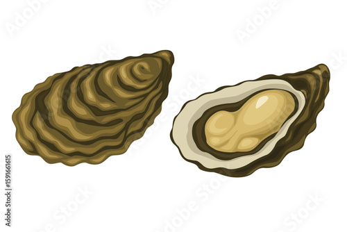 Oysters vector. Isolated on white background.