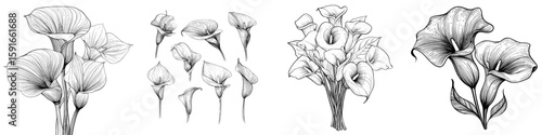 A collection of 41 Calla lily designs presented in isolation, featuring adorable hand-drawn flowers in modern illustration style with black outlines on a white background