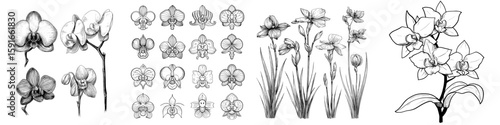 A collection of 40 unique orchid designs, presented as cute hand-drawn illustrations with modern black outlines on a white background