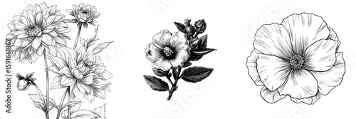 Modern isolated sketch illustration of a mallow flower in black and white