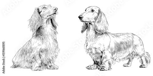 A decorative standing portrait featuring a modern illustration of a long-haired Dachshund