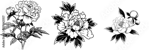 Modern illustration of a black and white peony bud in a graphical style, isolated on a white background