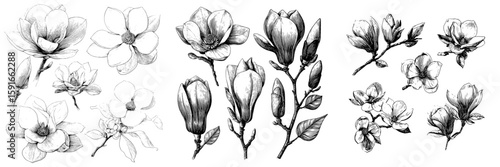 A modern set featuring hand-drawn illustrations of magnolia flowers in a graphical style
