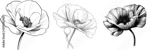 Black and white graphic of a poppy flower as a modern isolated sketch illustration