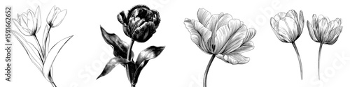 Modern isolated sketch illustration of a tulip flower in black and white