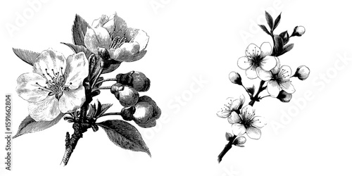 A set of modern illustrations featuring a sakura flower branch in a black and white isolated graphic sketch