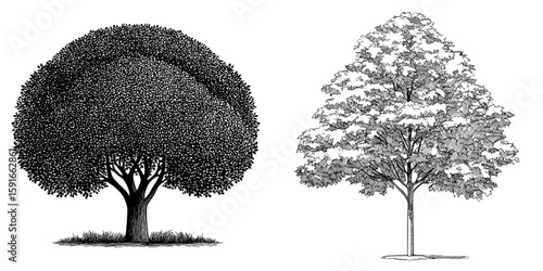 A modern black and white illustration of an isolated fig tree as a sketch