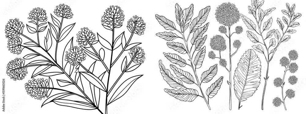 custom made wallpaper toronto digitalModern isolated sketch illustration of mimosa in black and white graphics