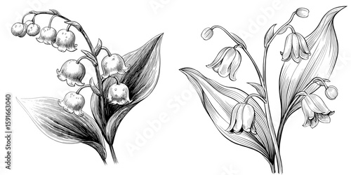 Modern isolated sketch illustration of lily of the valley flower in black and white