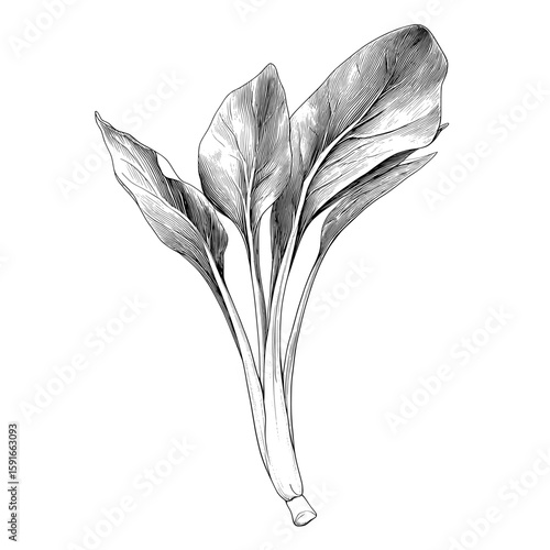 Isolated modern elements of spinach on a white background