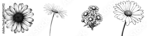 Modern isolated illustration of chamomile flower in black and white graphic art