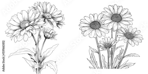 Modern illustration featuring chamomile with isolated elements on a white background