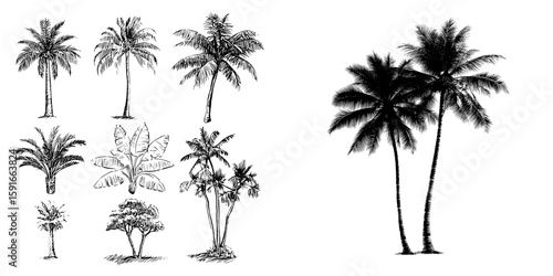 A modern design featuring tropical palm trees in the form of black silhouettes and outline contours, set against a white background