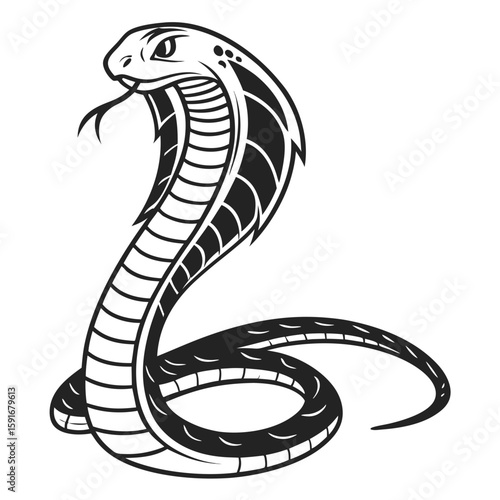 Fierce cobra snake with hood flared, black and white