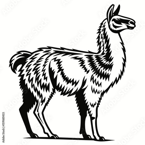 Llama standing full body illustration isolated on white background