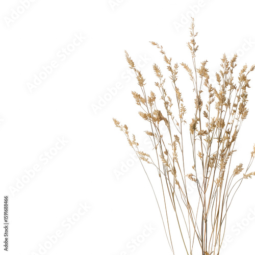 Dried wheat stalks bunch, light brown, against black