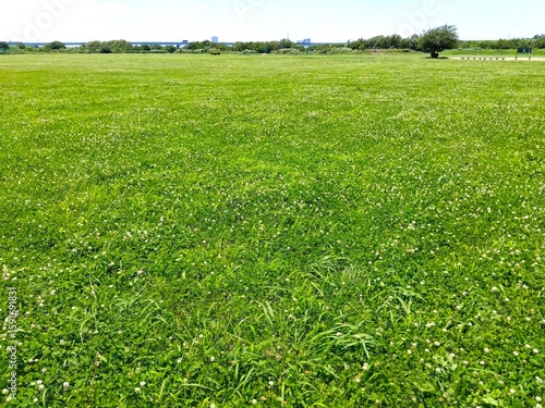 初夏のシロツメクサ咲く江戸川河川敷の草原風景