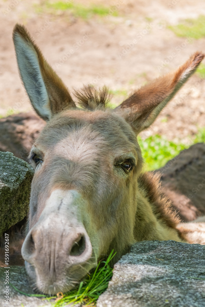 Fototapeta premium donkey close up, foal Equus asinus, Equus africanus asinus, rustic scene with donkey feeding on fresh pasture on sunny day, Farm Animal Portrait