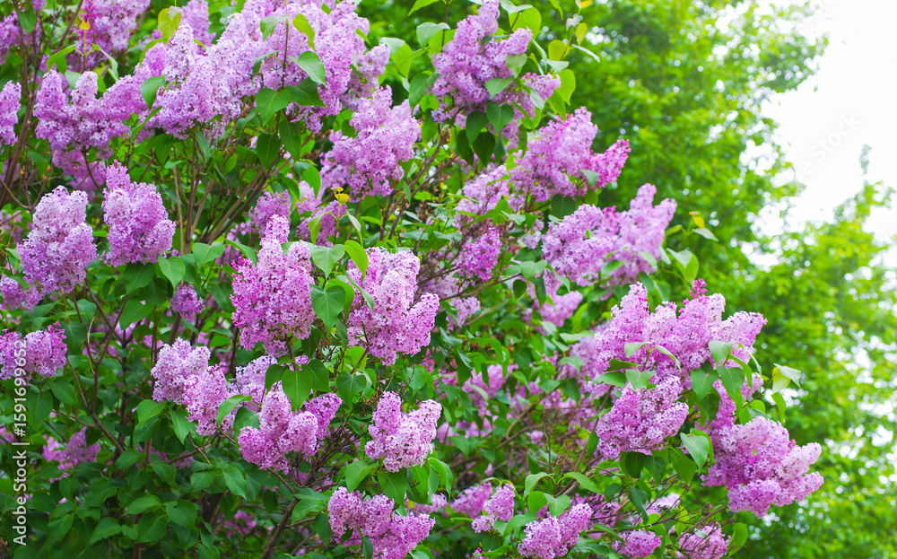 Obraz premium Lilac blossoming branches, Selective focus