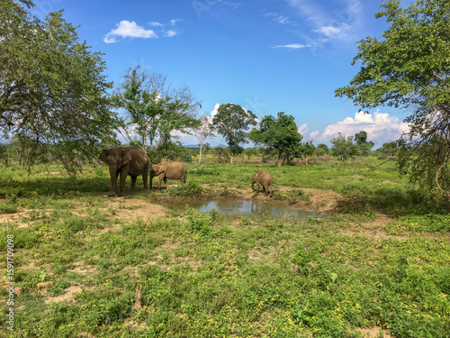 Wild elephants near a waterhole in a green savanna landscape, Moneragala District, Sri Lanka, under a bright blue sky with scattered clouds.