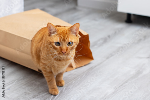 An orange cat is playfully sticking its head out of a brown paper bag