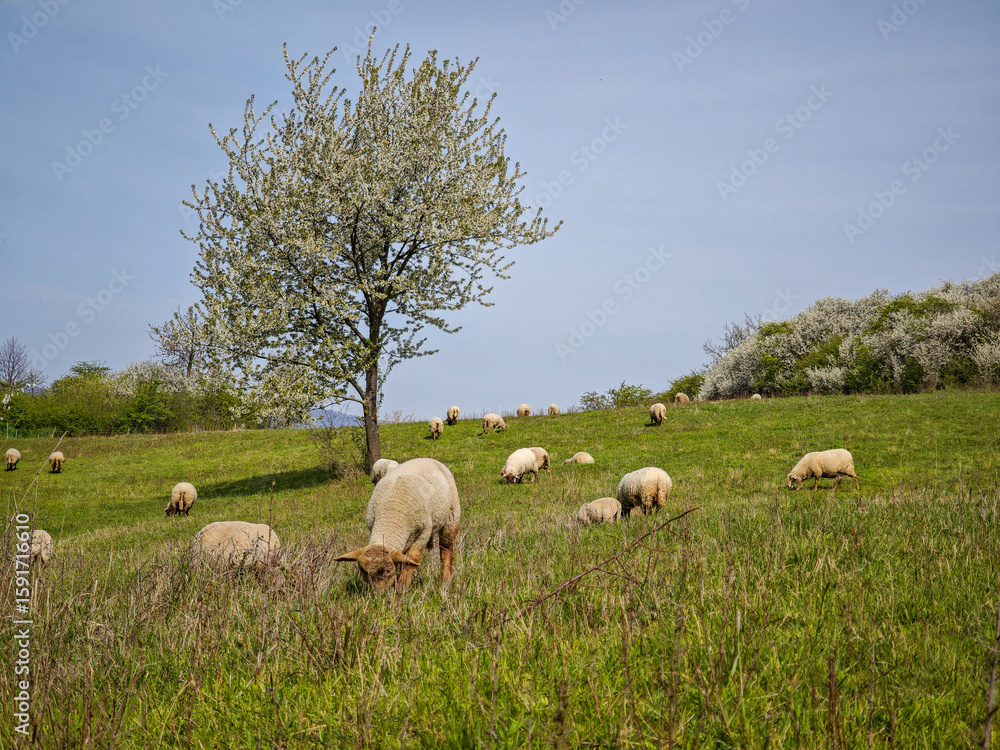 Fototapeta premium Grazing sheep under a blooming fruit tree in spring countryside.