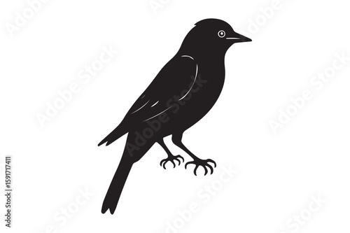 Canary Bird