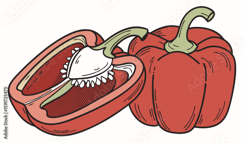 vector illustration of a tomato