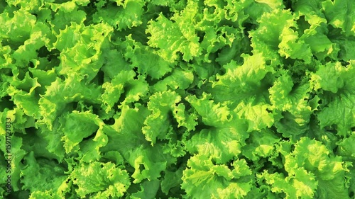 Green Lettuce salad in plantation, Fresh lettuce leaves, Organic vegetable plantation