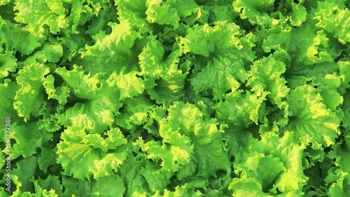 Green Lettuce salad in plantation, Fresh lettuce leaves, Organic vegetable plantation