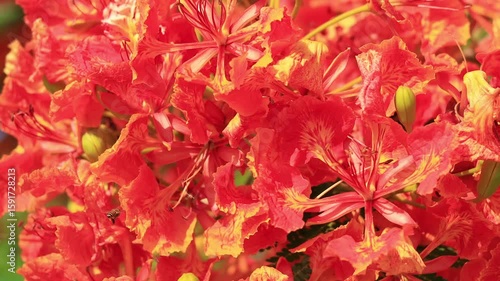 Flam-boyant flower (Delonix regia) with Honey bee, The Flame Tree flower or Royal Poinciana flower, Red flower	