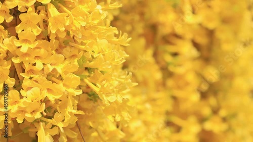 Beautiful yellow Dolichandra unguis-cati flowers with insect (cats claw creeper or cat's claw trumpet), Yellow flowers in springtime