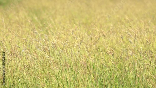 ํYellow bluestem grass blooming with insect flying, Wild flowers field