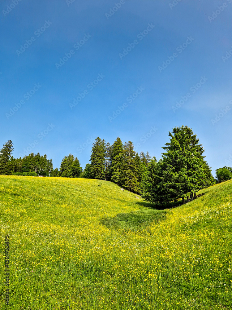 Obraz premium Scenic Summer View of Todtnauberg in the Black Forest, Germany – Lush Green Hills, Alpine Meadows, and Peaceful Mountain Landscape