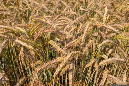 Rye heads