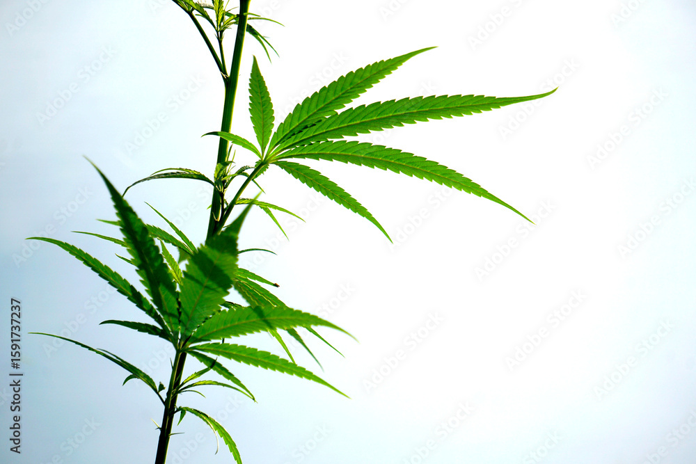 Obraz premium Marijuana plant green on blurry greenery marijuana leaf background among the green leaves and other blur background for text.